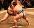 SUMO